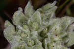 Bighead pygmycudweed